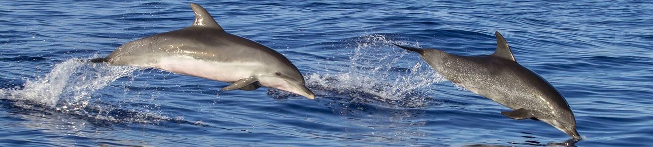 madeira-viajacontufamilia-22042022